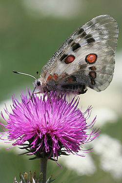 阿波羅絹蝶（模式種）