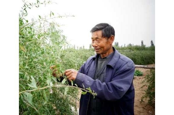 張偉中(中寧縣舟塔鄉上橋村枸杞產業致富帶頭人) 張偉中(中寧縣舟塔鄉上橋村枸杞產業致富帶頭人)