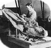 斯騰伯格處理貝氏開角龍的頭骨，1914年所攝