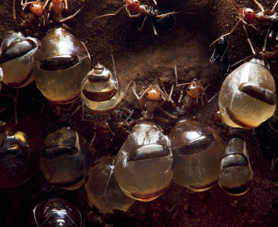 蜜罐蟻屬