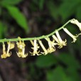 管花鹿藥 管花鹿藥