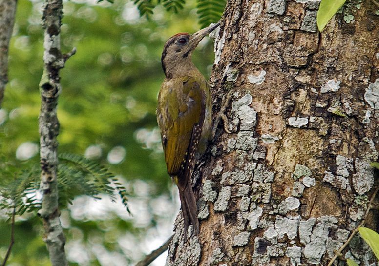 灰頭啄木鳥馬來亞種