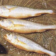黃姑魚