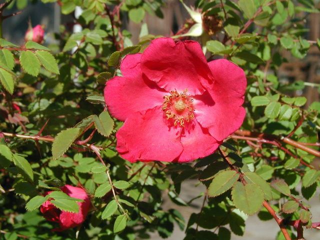 華西薔薇 華西薔薇