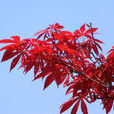 紅楓(槭樹科植物紅楓) 紅楓(槭樹科植物紅楓)