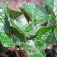 細辛(馬兜鈴科、細辛屬多年生草本)