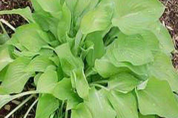 Hosta \x27Birchwood Parky\x27s Gold\x27