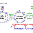 cccDNA