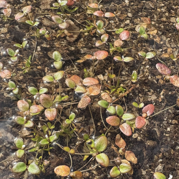 Gratiola amphiantha