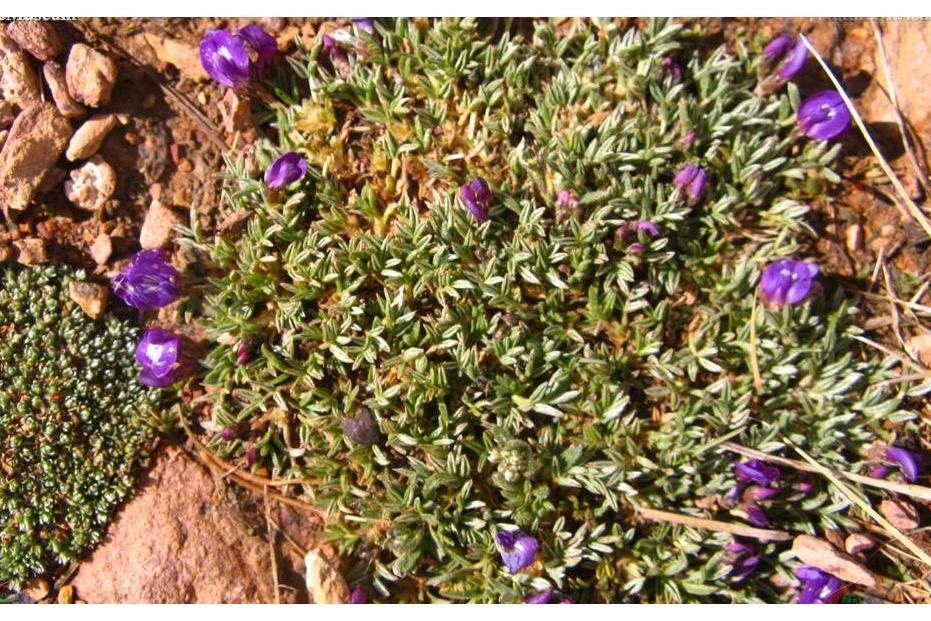 團墊黃芪 團墊黃芪