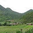 練坪村 練坪村