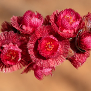 Verticordia muelleriana