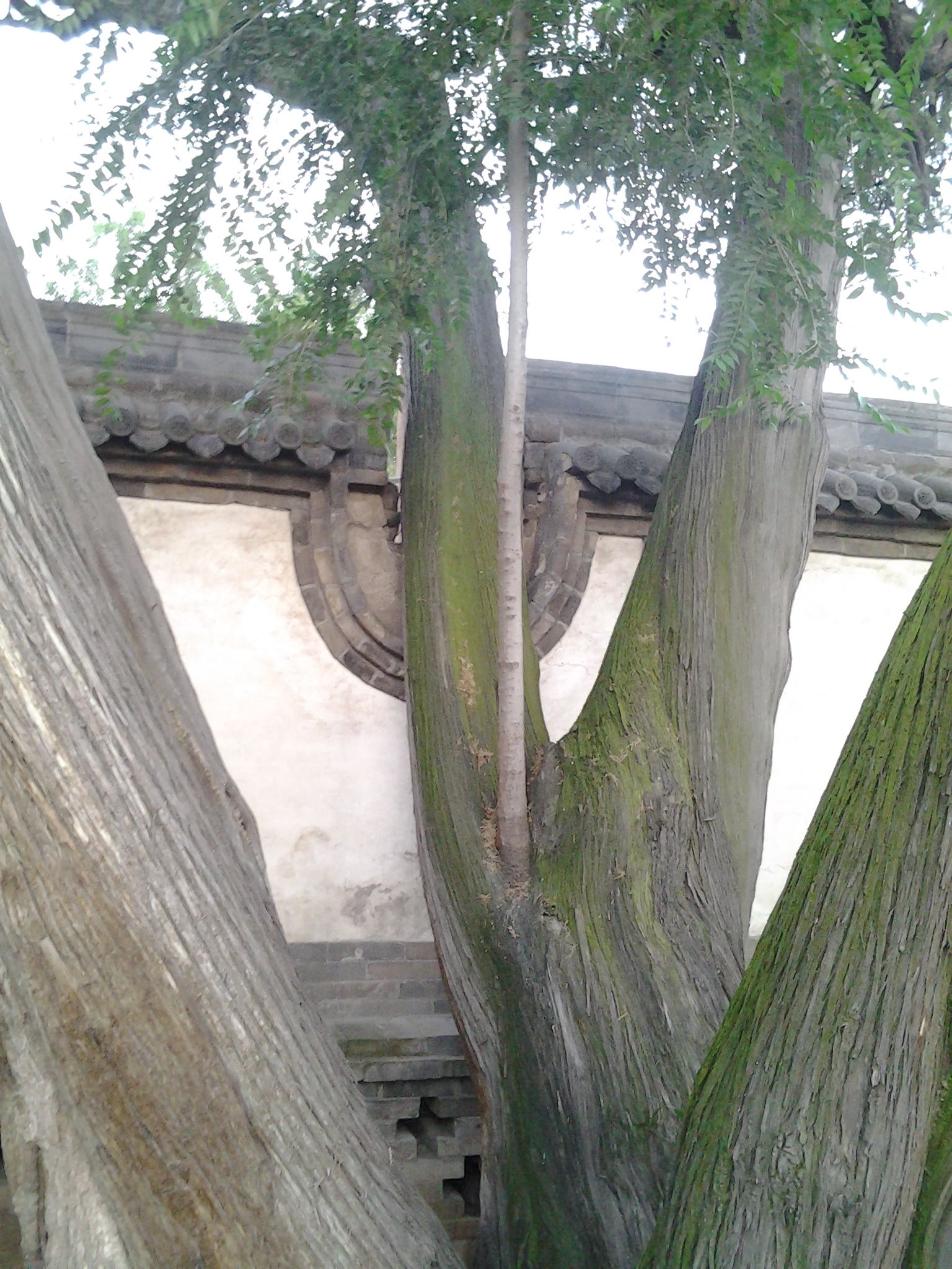 七百年側柏，樹中樹
