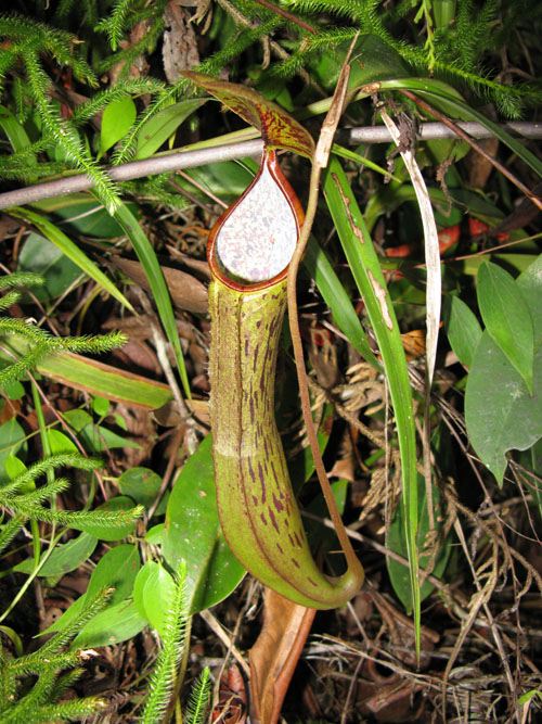 N.fusca × N.reinwardtiana