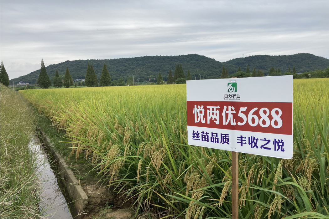 悅兩優5688 悅兩優5688