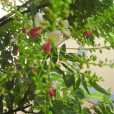聊紅槐 聊紅槐