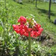 胭脂花(報春花目報春花科植物)