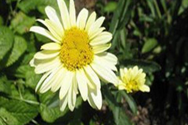 Leucanthemum × superbum BANANA CREAM Leucanthemum × superbum BANANA CREAM
