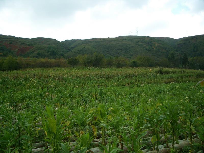糯米科村 糯米科村