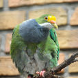 橙額果鳩 橙額果鳩