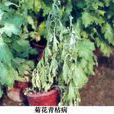 菊花青枯病 菊花青枯病