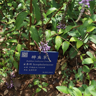 醉魚草