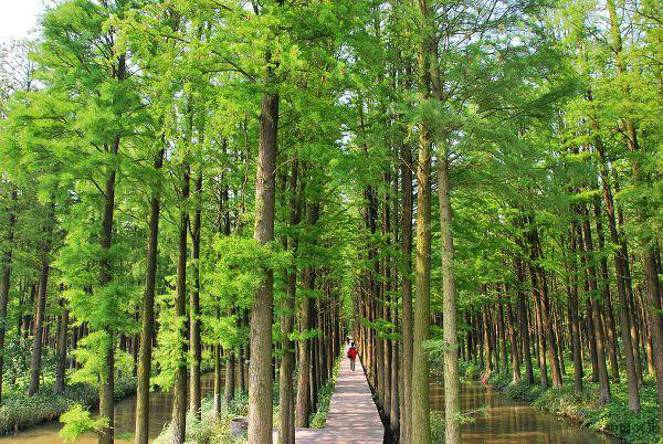 泰州市興化李中水上森林景區