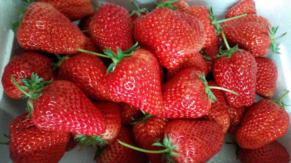 丹東草莓