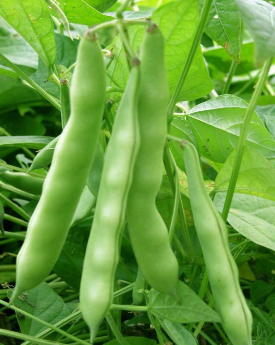 哈菜豆6號 哈菜豆6號