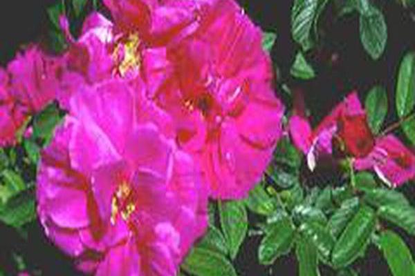 Rosa \x27Hansa\x27 Rosa \x27Hansa\x27