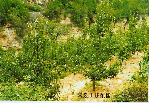 三里宋村 三里宋村