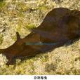 雜斑海兔 雜斑海兔