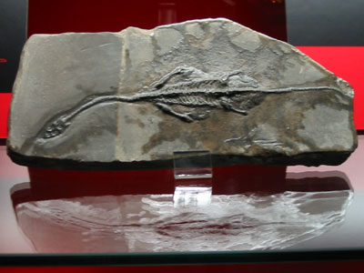 幻龍化石