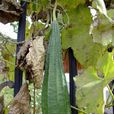 棱瓜 棱瓜