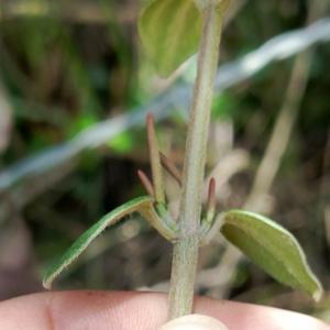 Peperomia alibacophylla