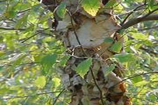 Betula nigra \x27Cully\x27 HERITAGE