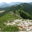 金山樑 金山樑