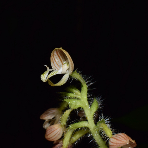 Ponthieva cornuta