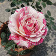 斑馬(薔薇屬月季栽培品種) 斑馬(薔薇屬月季栽培品種)
