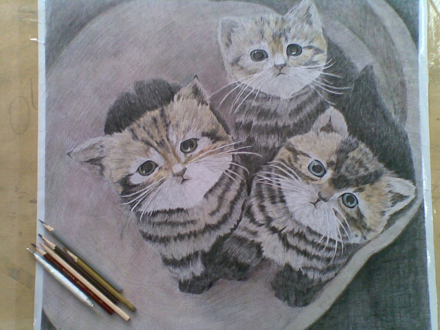三隻小貓(出版圖書)