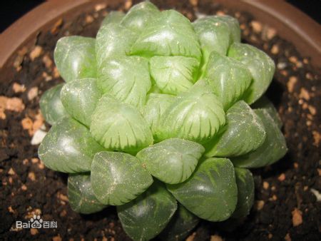 軟葉系 軟葉系