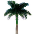 大王椰樹