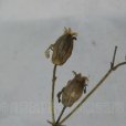 大葉繁縷 大葉繁縷