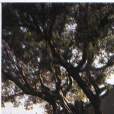 李氏花園 李氏花園