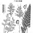 廣西長筒蕨 廣西長筒蕨