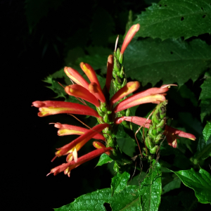 Aphelandra acanthifolia