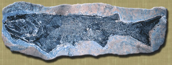 鱈鱗魚 化石