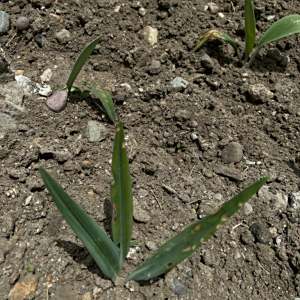 Phaedranassa cuencana