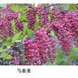 馬桑果 馬桑果
