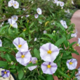 藍花茄 藍花茄